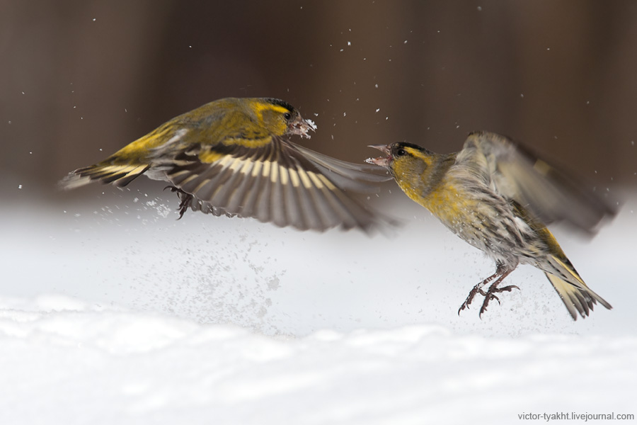 04_Siskins_7995_900_LJ 04_Siskins_7995_900_LJ