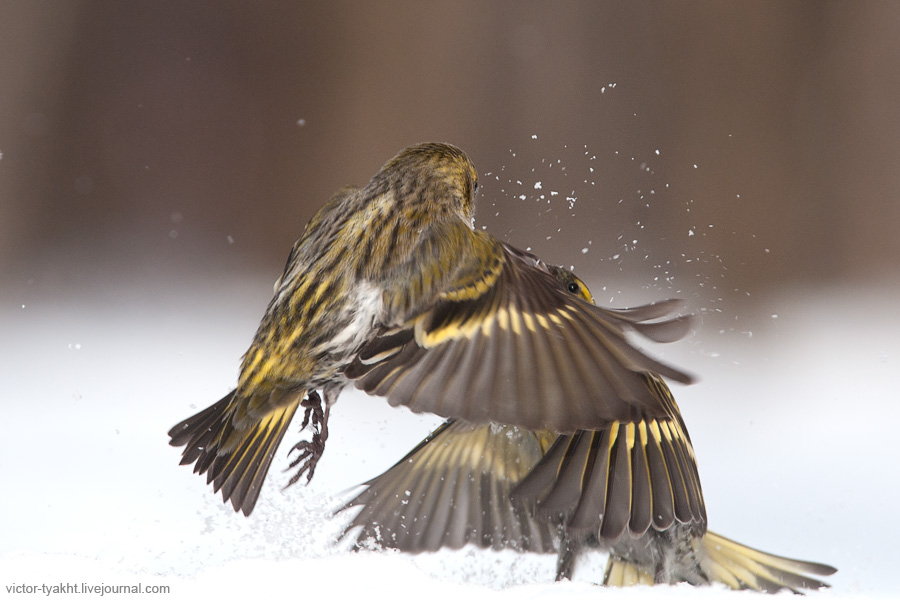05_Siskins_7943_900_LJ 05_Siskins_7943_900_LJ