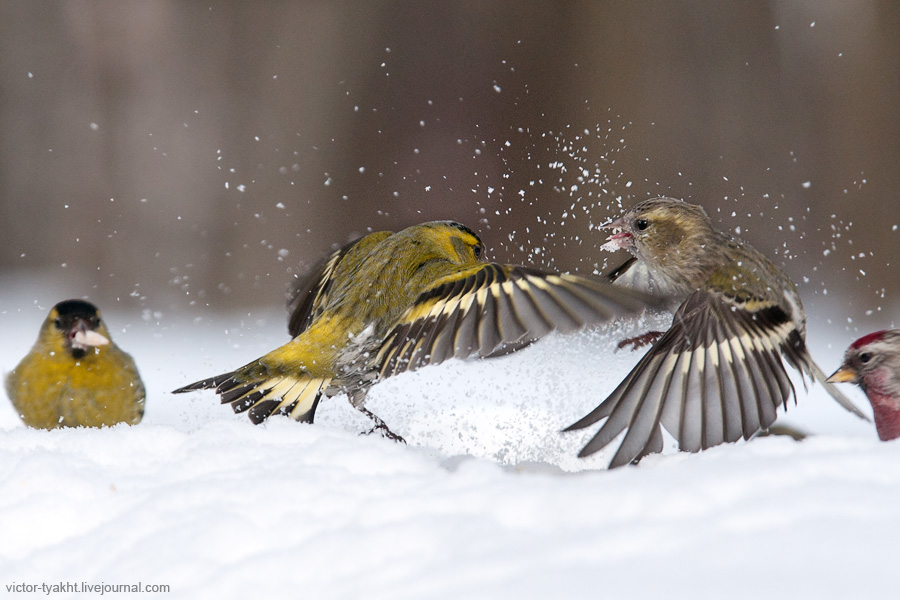 06_Siskins_8130_900_LJ 06_Siskins_8130_900_LJ