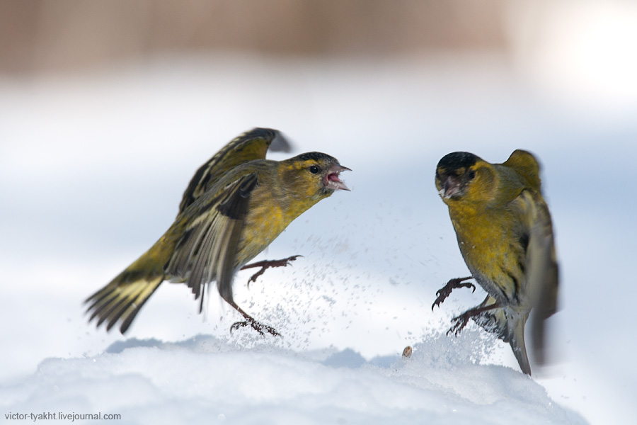 07_Siskins_9296_900_LJ 07_Siskins_9296_900_LJ