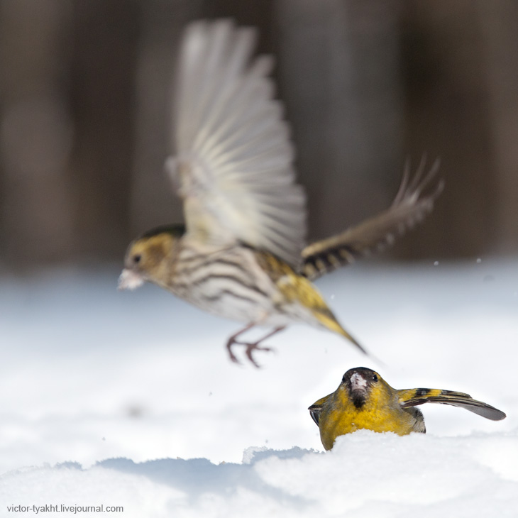 08_Siskins_8393_730_LJ 08_Siskins_8393_730_LJ