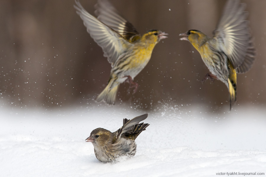 09_Siskins_8001_900_LJ 09_Siskins_8001_900_LJ