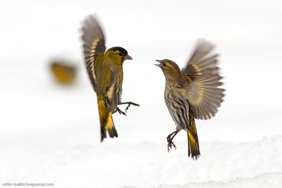 10_Siskins_5857_900_LJ 10_Siskins_5857_900_LJ