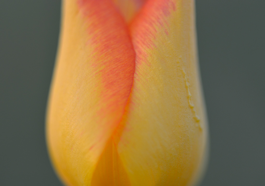 _DSC1471 _DSC1471