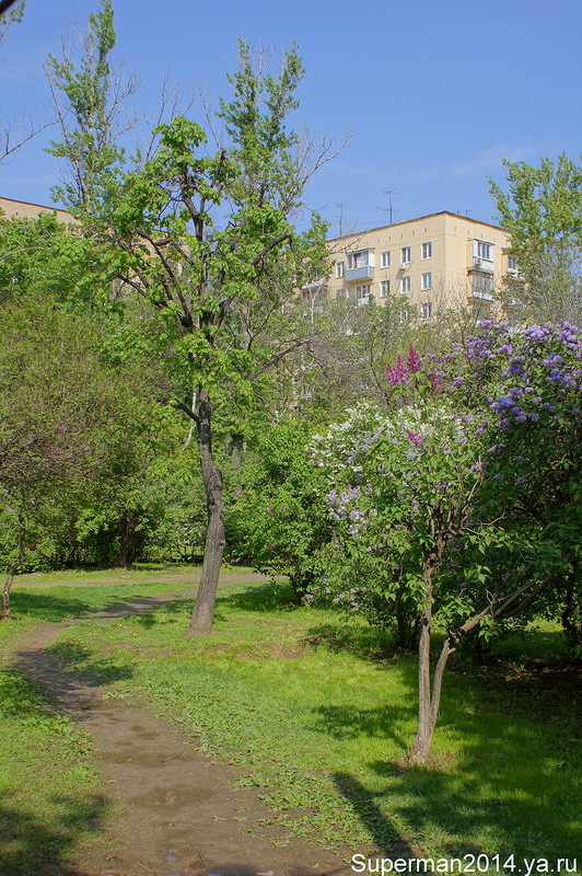 Сиреневый бульвар