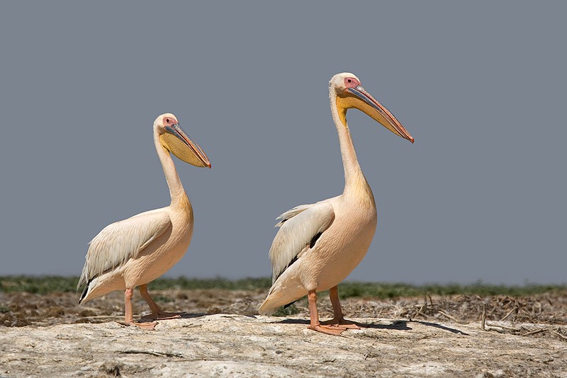 White Pelicans