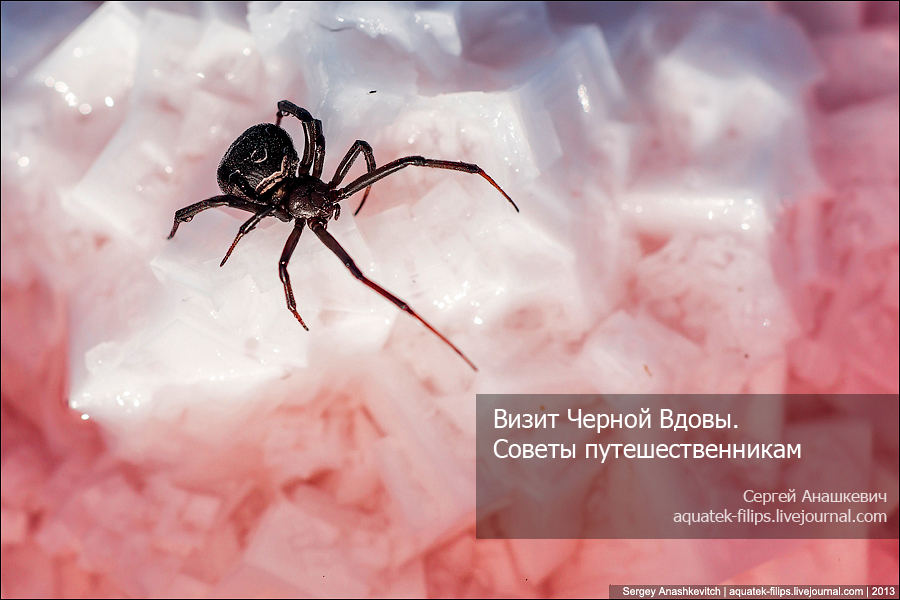 Каракурт или Черная Вдова