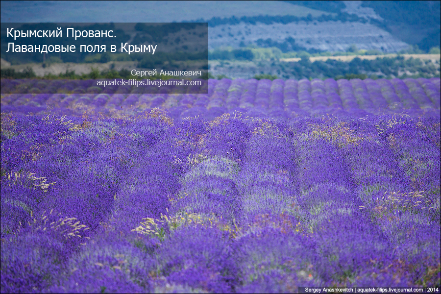Лавандовые поля в Крыму