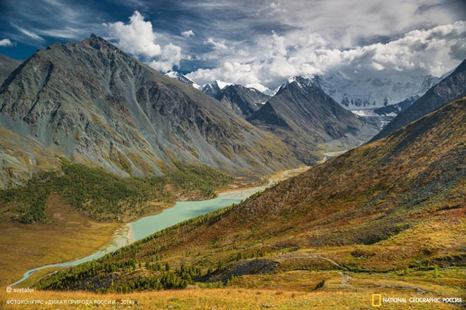 Лучшие фотографии дикой природы России