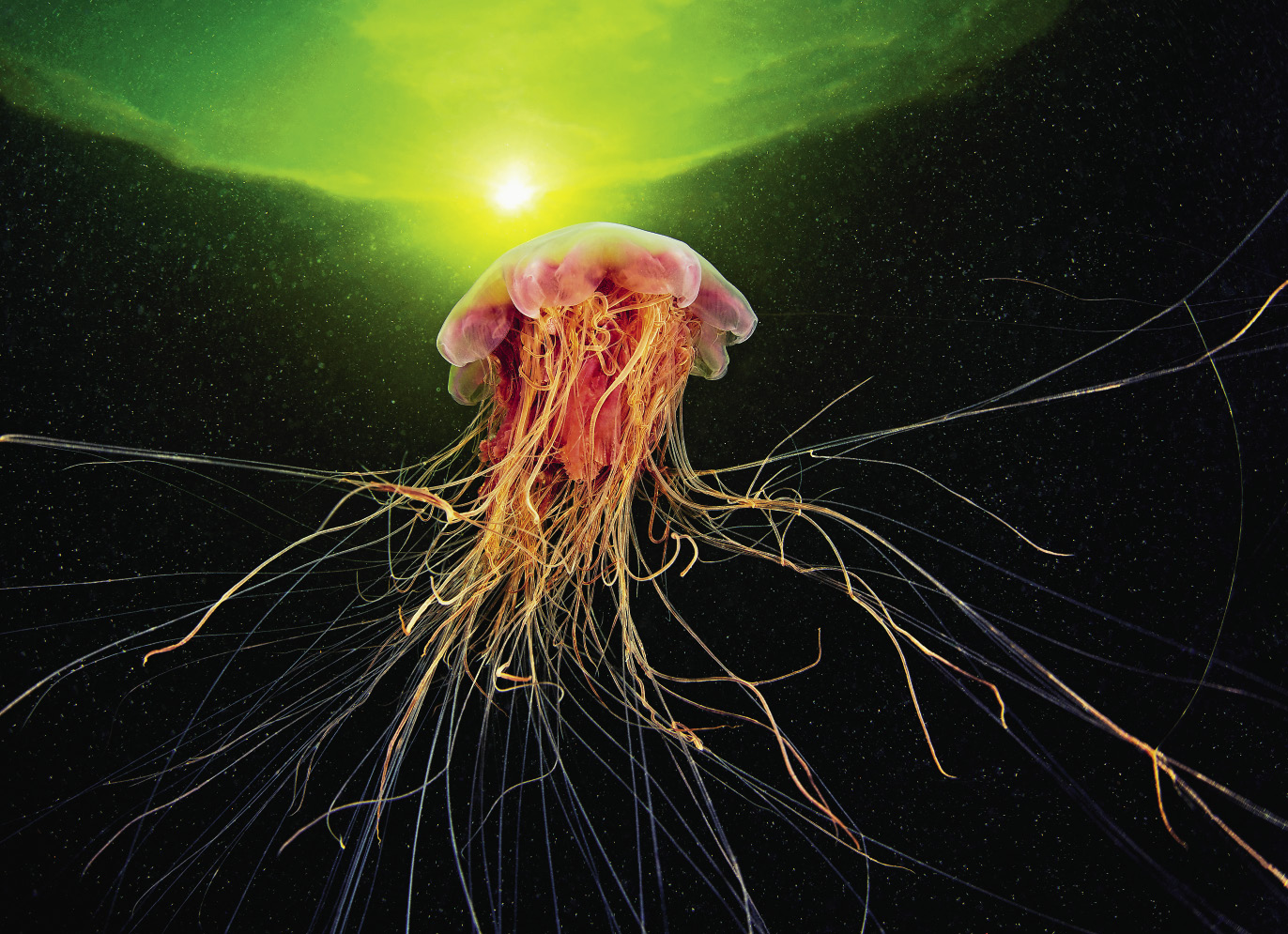 Cyanea capillata 25_opt