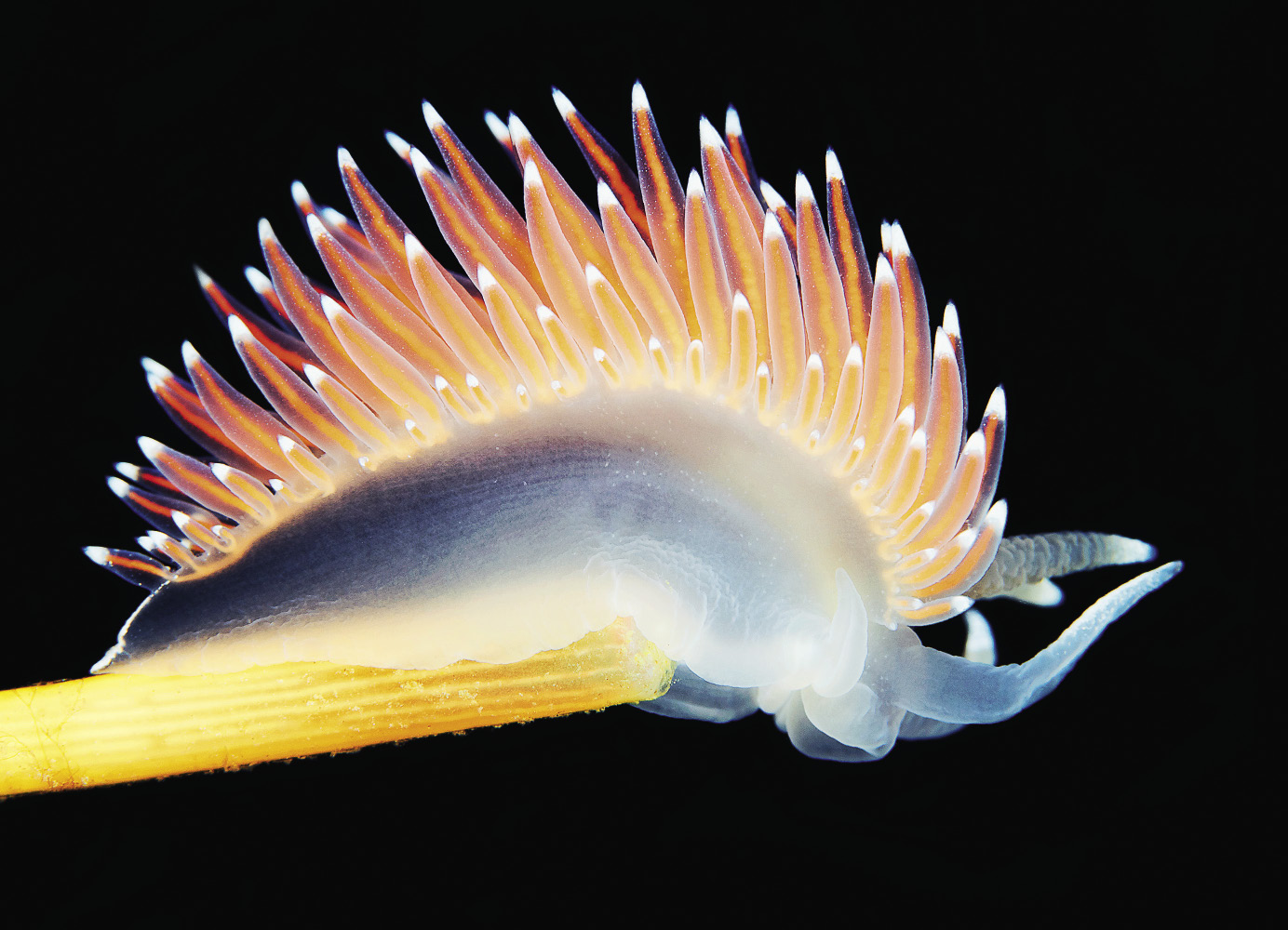 Flabellina nobilis_opt